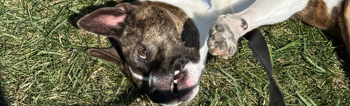 A dog who is an Australian Cattle Dog mix, on a walk, on a warm summer day. He choose to roll in the ground and is looking back up chaotically at is dad, North.